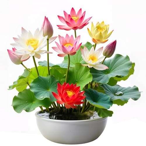 35Pcs Mixed Lotus Seeds for Planting in Water, Colorful Bowl Lotus & Water Lily Flower Seeds for Ponds, Bonsai, Indoor Water Gardens & Lotus Bowl Planter, Grow Easily Low Maintenance