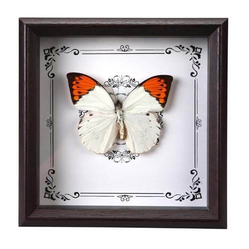 Handmade real butterfly frame, exquisite real butterfly decoration (crane top pink butterfly)