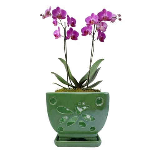 Orchid Pots with Holes Ceramic Orchid Planter Pots Square 5.5 inch (Green)