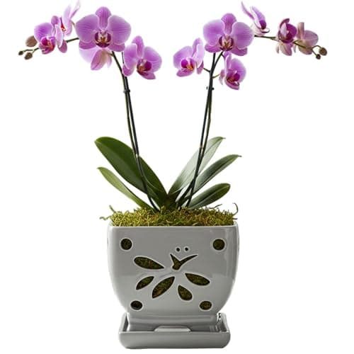 Orchid Pots with Holes Square Ceramic Orchid Planter Pots 5.5 inch (gray)