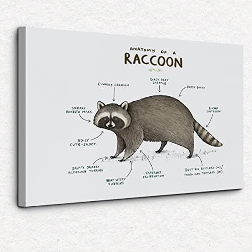 NOGRIT raccoon decor raccoon wall art racoon gifts for women Anatomy of A Raccoon Canvas Wall Art 14×11 racoon Themed Decor For Home Bedroom Living Room Boys Room Nursery Playroom Classroom,raccoon art Prints