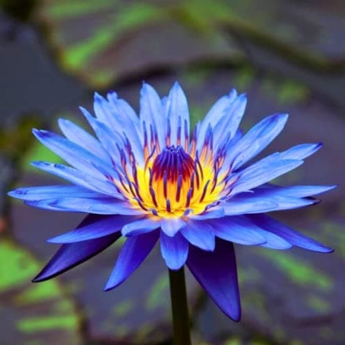 Mainam Mix Colorful Tropical Water Lily Tuber Live Aquarium Plant for Freshwater Fish Pond Balcony Buy 2 GET Fertilizer Free (Blue Nymphaea King Blue)