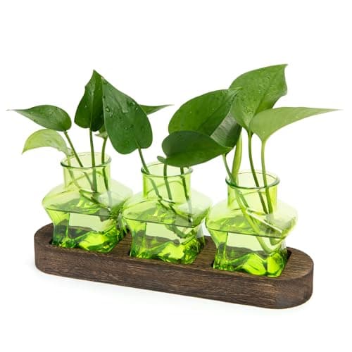 XXXFLOWER Plant Propagation Station with Wooden Stand 3 Green Star Jars