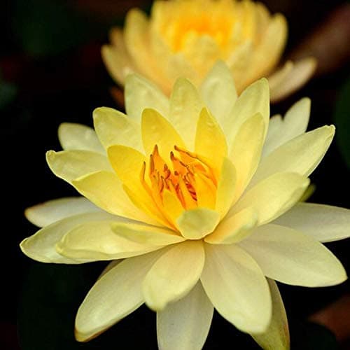 Planterest - Nymphaea Dinner Light Yellow Hardy Water Lily Rhizome Live Aquarium Plant BUY2GET1FREE