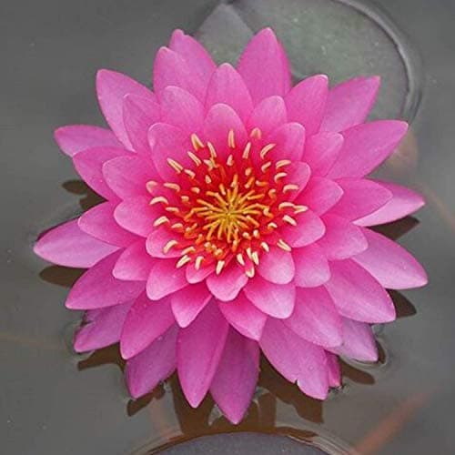 Planterest - Colorado Pink Hardy Water Lily Rhizome Live Aquarium Pond Plant BUY2GET1FREE