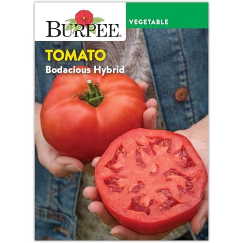 Burpee 'Bodacious Hybrid' Tomato Seeds - Non-GMO, Indeterminate, Disease-Resistant, Slicer Tomato, 45mg Seed Packet for Home Gardening
