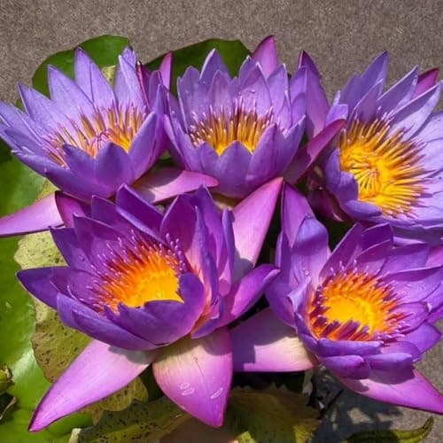 12 Live Tropical Blue Water Lily Tubers – Nymphaea ‘King of Siam’ Pond Lily Rhizomes for Outdoor Ponds and Water Gardens
