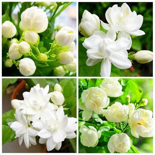 420+ Perennial Climbing Jasmine Flower Seeds for Planting Outdoor-Heirloom Non-GMO Fragrant Climbing Vine Four Seasons Evergreen Flower for Garden Trellis, Containers