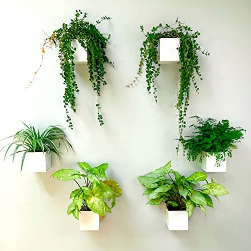 LaLaGreen Indoor Wall Planter (4 in, 6 Pack) White Square Metal Wall Decor