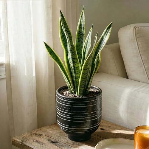 HERDUK Indoor Ceramic Planter, Black Striped Pot for Shelf, Drainage Hole