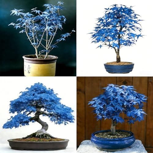 Mixrug Mix Maple Seeds for Planting, 13pcs Maple Tree Seeds Non-GMO Heirloom Rare Tree Herb Plants, Beauty Home Garden for Outdoors