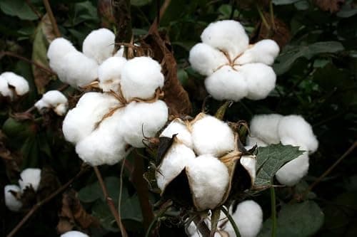 Cotton Seeds,30 American Cotton Seeds for Planting, Gossypium Hirsutum, Organic & Non-GMO - Pure White Cotton Seeds for Growing Indoor/Outdoor, High Germination, Great for Garden, Crafts