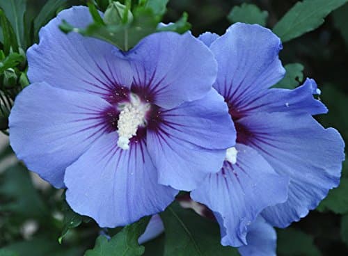 Rose of Sharon Blue Satin Hardy Perennial Shrub Huge Blooms 25+ Seeds