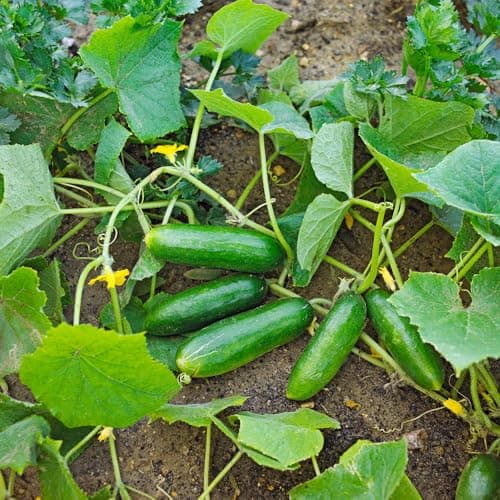 Mixrug 100+ Organic Cucumber Seeds for Planting-Pickling Cucumbers Seeds Non-GMO Delicious Heirloom Vegetable Fruit Seed Garden Home