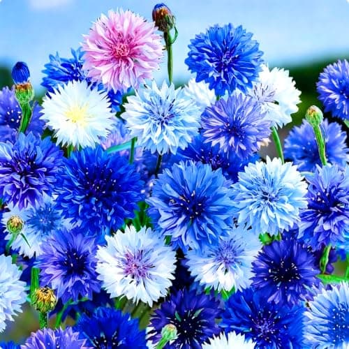 3007pcs Perennial Dwarf Bachelor Button Cornflower Flower Seed for Planting