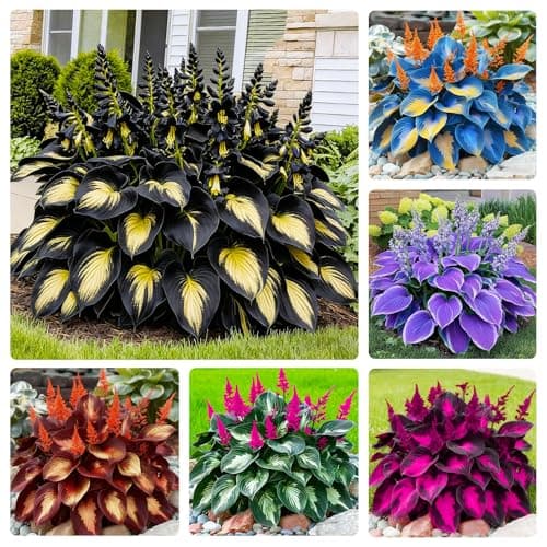 170+ Mix Hosta Seeds for Planting - Perennial Shade Garden Plant Seeds