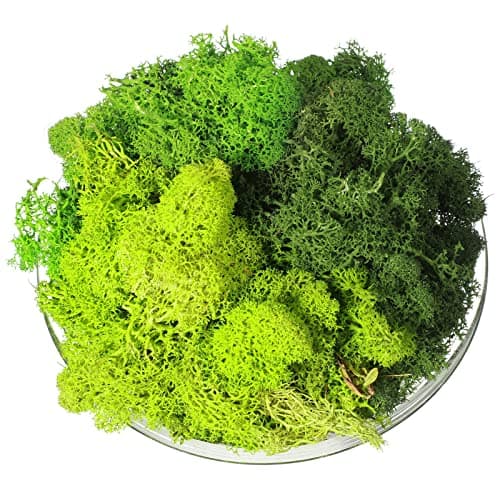 Canlierr 9 Oz/ 255 g Total Fake Green Moss for Potted Plants Indoor Natural Moss for Crafts Faux DIY Decor Decorative Model Making Walls Glass Containers Home(Dark Green, Green, Chartreuse)