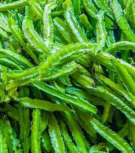 Winged Bean Seeds for Planting, Organic, Heirloom, Non-GMO - 30 Seeds USA Premium Four Angled, Princess Bean Seeds, High-Yielding Vine for Tropical Gardens, Containers & Unique Edible Pods