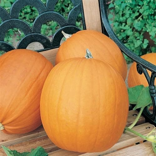 Hobbit F1 PMR Hybrid Pumpkin 4 Gram 30 Seeds Powdery Mildew Resistant Non-GMO Cucurbita Pepo 100 Days to Maturity