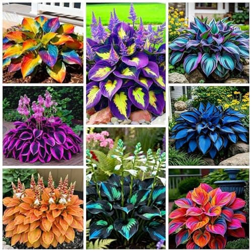 280+ Hosta Seeds for Planting Perennial Heart-Shaped Hosta Bare Roots - Rich Foliage, Heart Shaped Leaves, Attract Pollinators Bonsai Decoration Outdoor Garden