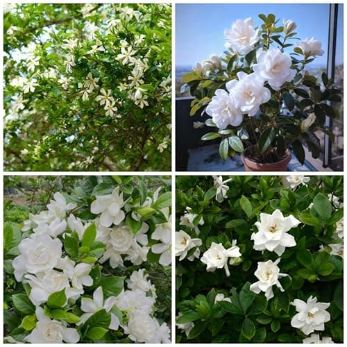 Gardenia Jasminoides Seed for Planting, 300+ Jasmine Climber Seeds, Perennial Plants, Non-GMO Heirloom Gardenia Jasminoides Seeds for Garden Home Outdoor