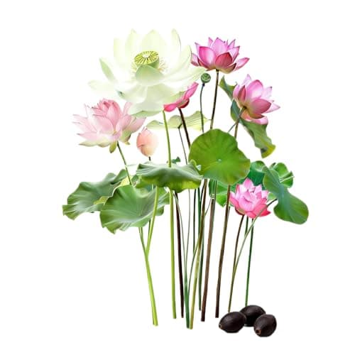 Groundio 10Pcs Lotus Flower Seeds, Non-GMO, Pre-Cut High Germination Bowl Lotus Seed, Premium Aquatic Plants for Ponds & Bonsai (Pink/Red/Green)