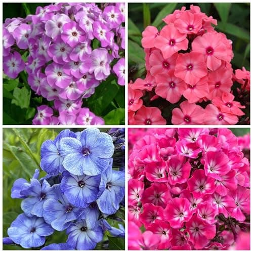 1000+ Phlox Seeds for Planting - Phlox Popstars Seeds Perennial Ground Cover Plants- Annual Flower for Home Garden