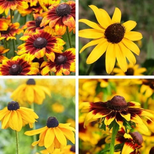 200+ Black Eyed Susan Seeds Giving You Beautiful Black Eyed Susan Flowers