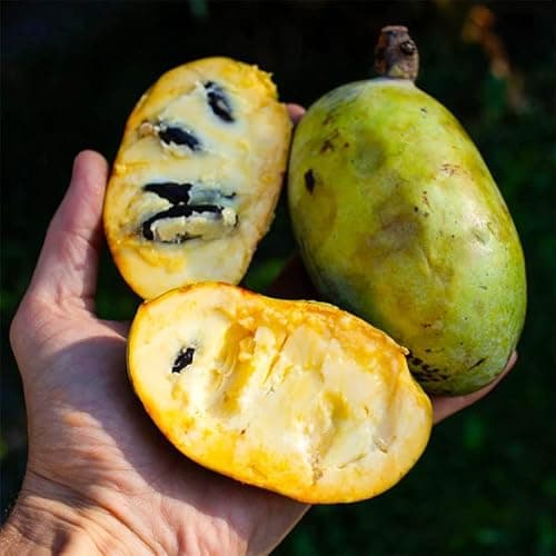 3Pcs Paw Paw Tree Seeds for Seeds - Exotic Tropical Fruit, Cold Hardy Perennial, Fast-Growing & High-Yield for Home Garden