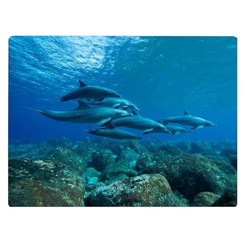 Dolphin Swimming Coastal Shoreline Waves Sandy Beach Kitchen Glass Cutting Board Ocean Decorative Gift (Dolphin Underwater)